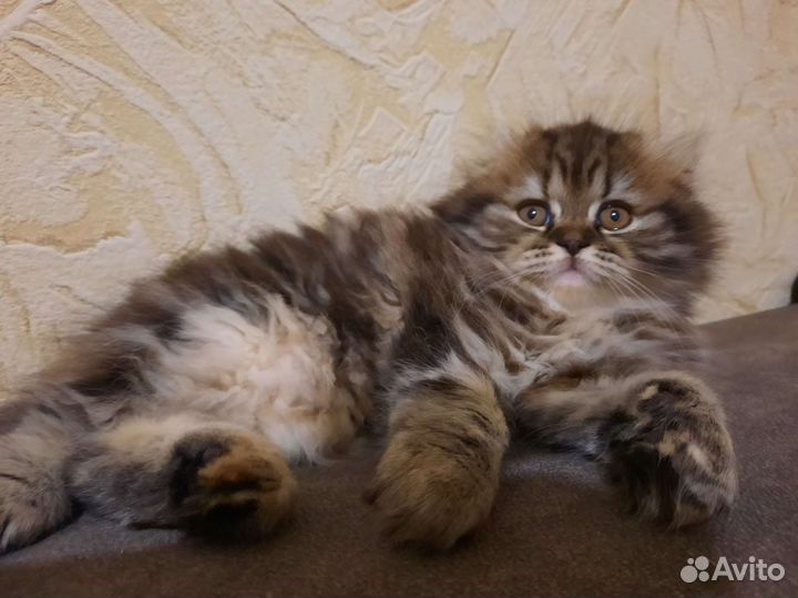 Идеальная и шикарная малышка Хайленд Фолд