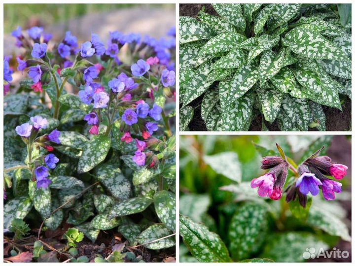 Многолетники:дицентра,медуница,традесканция,чистец