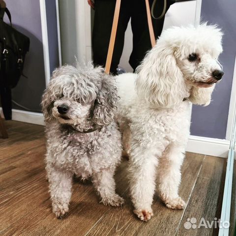 Грумминг собак и кошек