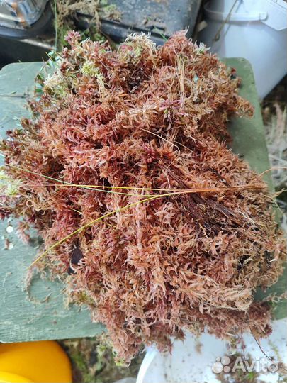 Мох сфагнум, магелланский