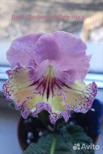 Детки стрептокарпусов