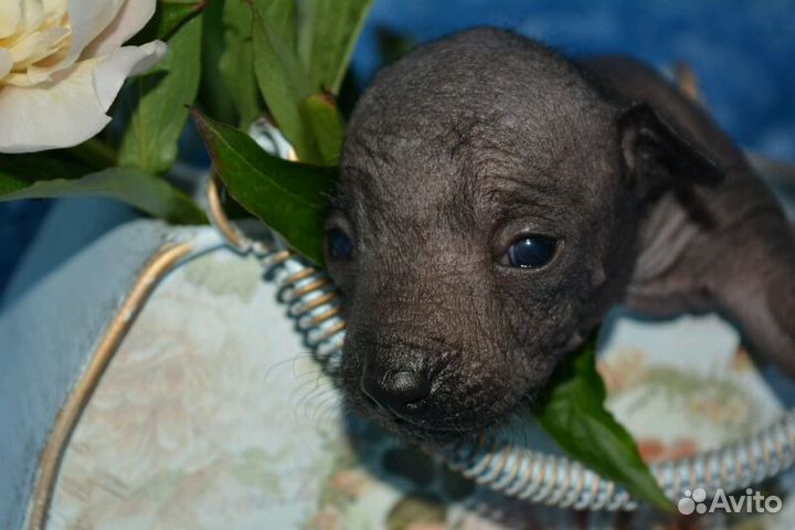Щенки мексиканской голой мини из ведущего питомник