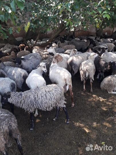 Овцы бараны