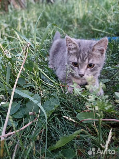 Бесплатно. Котята в добрые руки