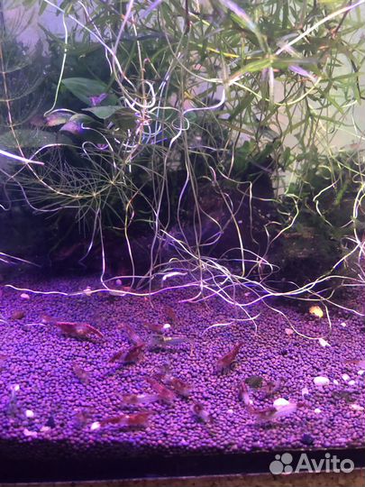 Аквариумные рыбки, аквариумы и оборудование