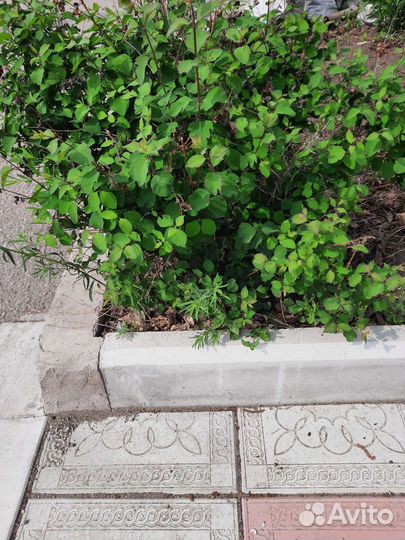 Снежноягодник белый