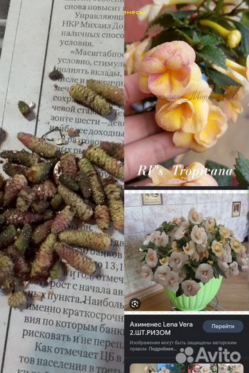 Ризомы ахименеса