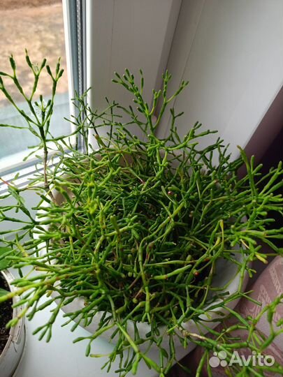 Отдам цветочки