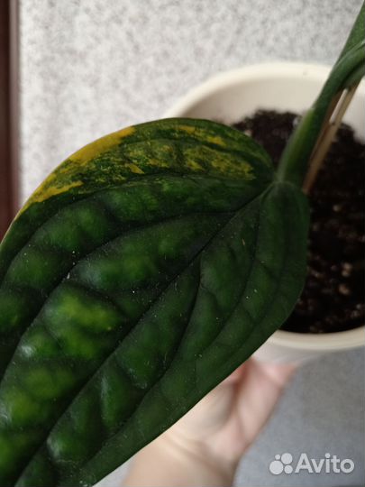 Монстера карстенианум вар, циперус,бентель