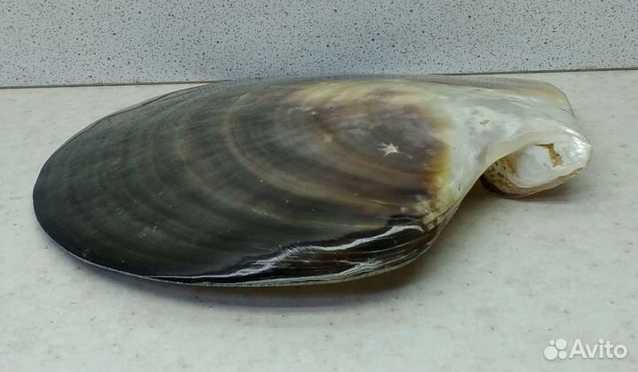 Черный Лип полированный 12,9*13,1 ракушка