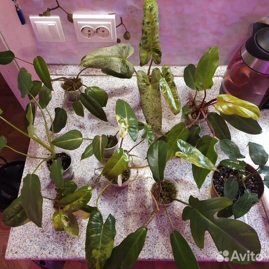 Филодендроны сортовые