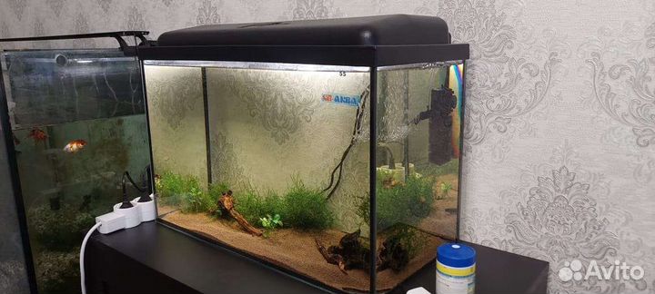 Аквариумные рыбки