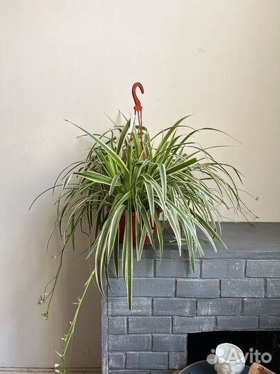 Хлорофитум гигантский