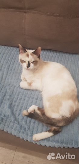Кошка в дар