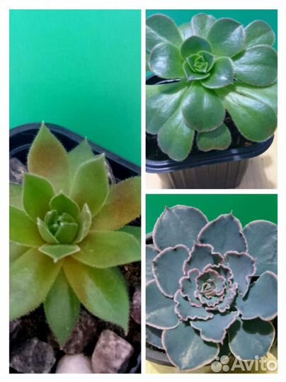 Суккуленты