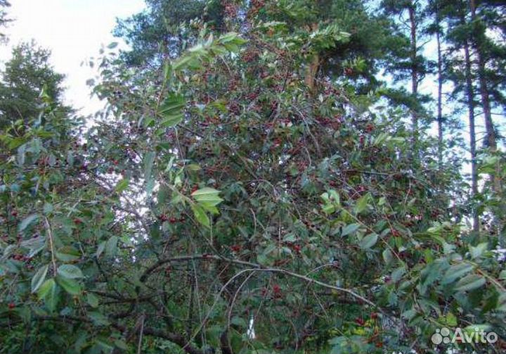 Кусты Родительской Вишни