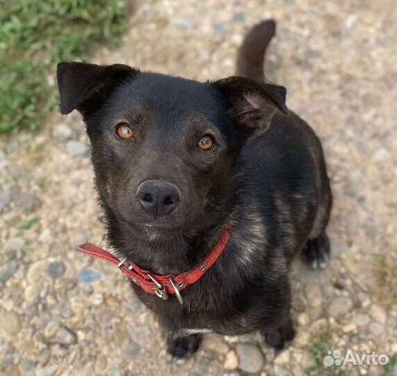 Чудесная собака в добрые руки