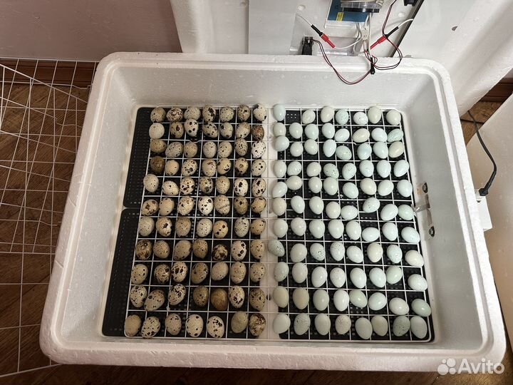 Перепелки селадон несушки