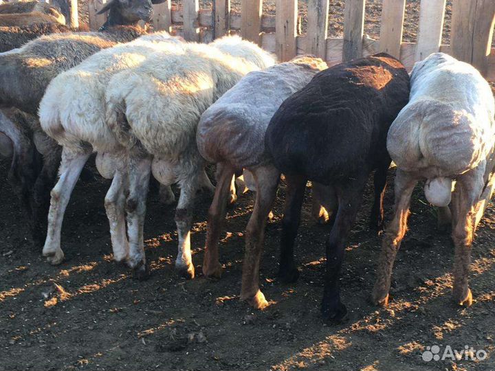 Курдючные бараны овцы