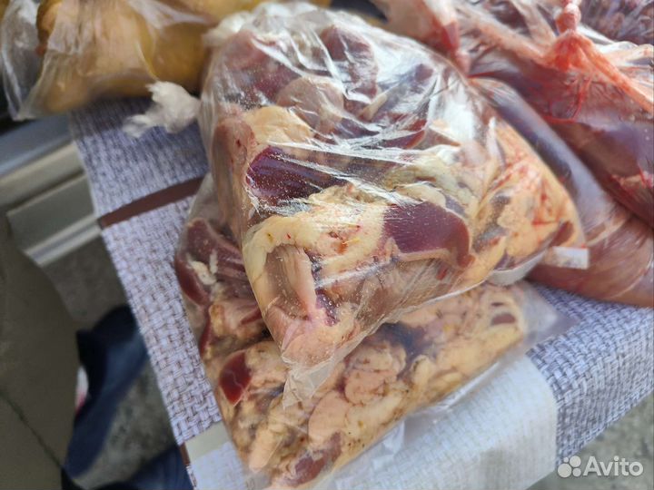 Куры Домашние