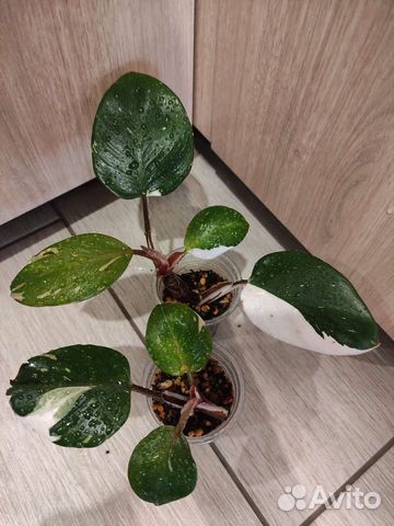 Филодендрон вайт wizard