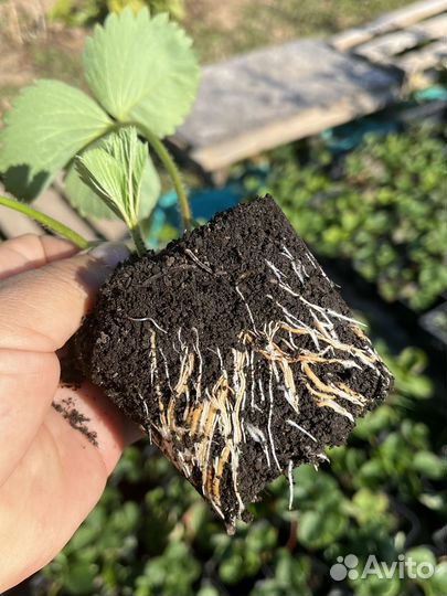 Саженцы клубники, сорт Гигантелла