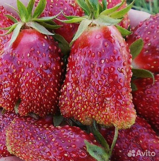 Земклуника «Купчиха»