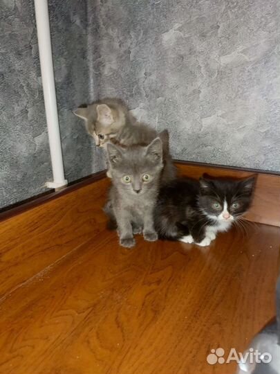 Котята в добрые руки