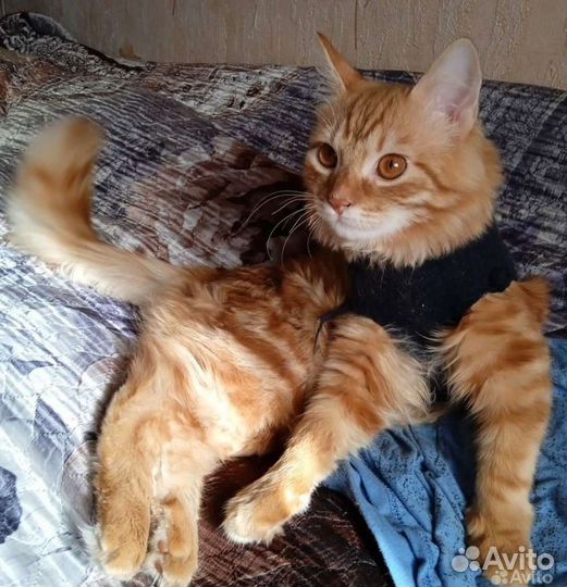 Сибиряк в добрые ручки