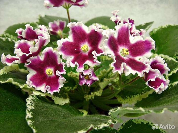 Сортовые фиалки