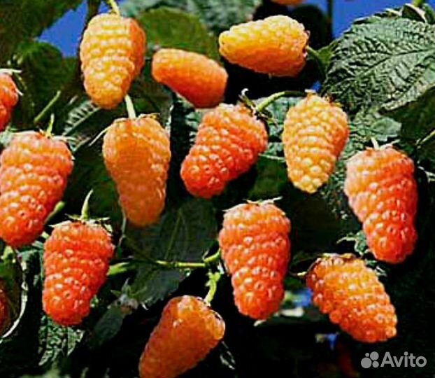 Саженцы ежевики, малины