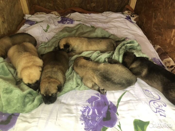 Щенок в добрые руки