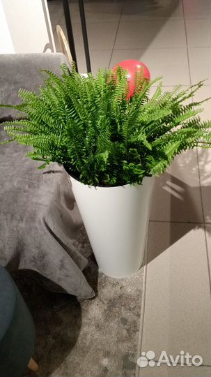 Уход и decor цветов