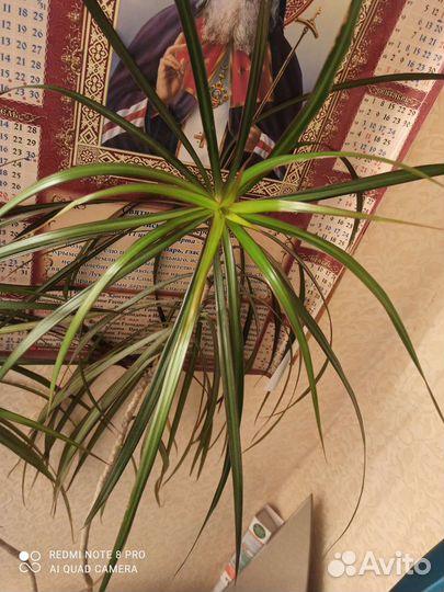 Драцена маргината