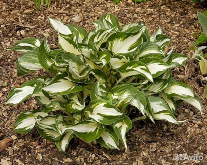 Хосты Файр энд Айс