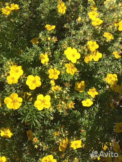 Лапчатка кустарниковая 