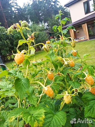 Желтая малина