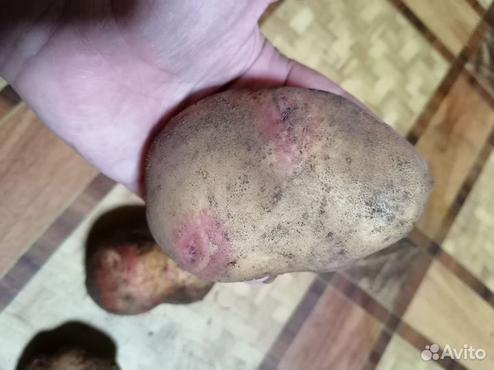 Семенной картофель Сынок, Киви, Сарпо Кифли