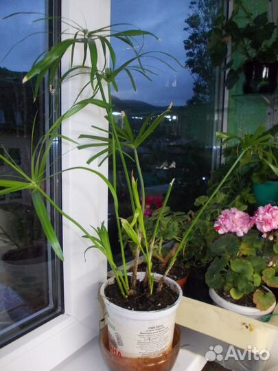 Продаю Циперус