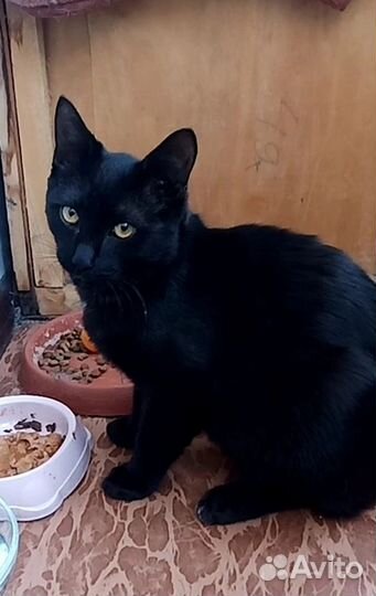 Котенок в добрые руки
