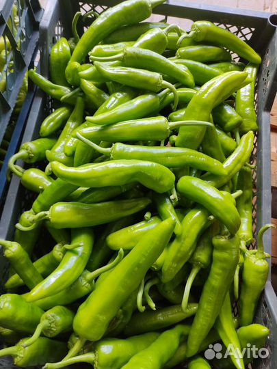 Редис, огурец кабачек