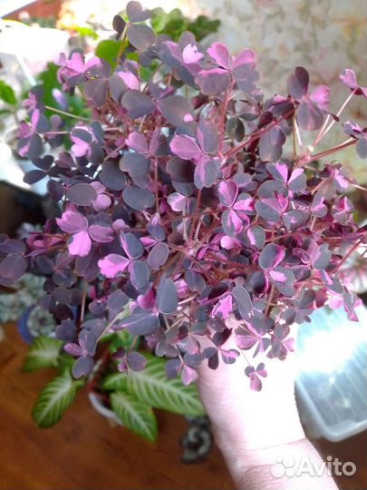 Оксалис Plum crazy
