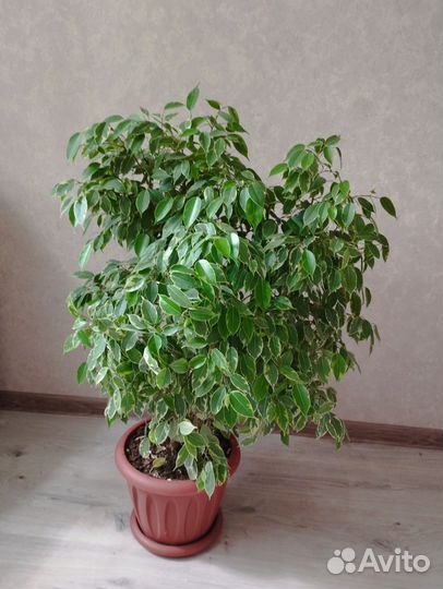 Комнатные растения цветы большие