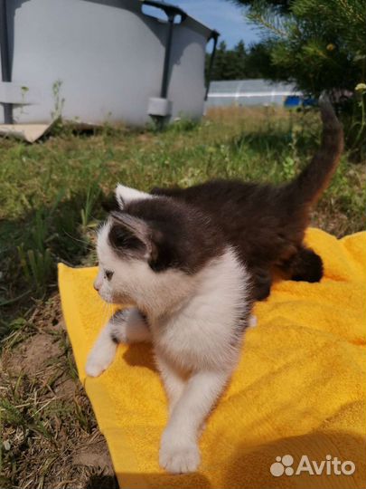 Котята в дар бесплатно