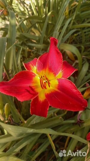 Лилейник (кустами)