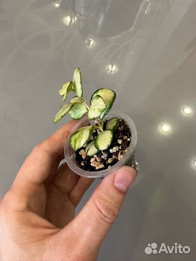 Хойя хешкелиана