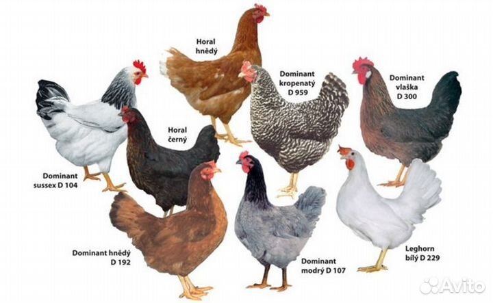 Куры молодки несушки