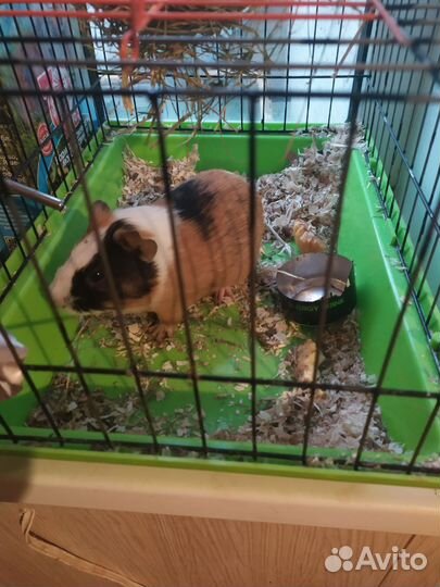 Морская свинка