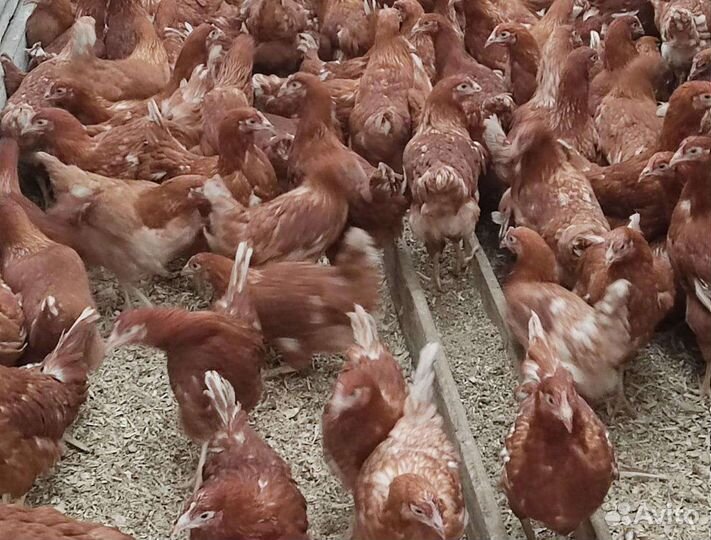 Куры-несушки родонит