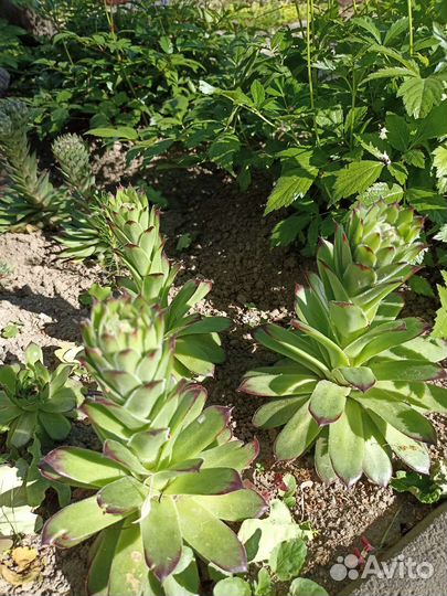 Молодило многолетнее растение